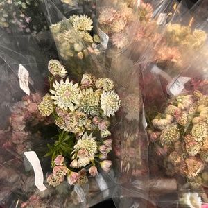 Meet your Posher, Ross